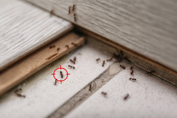 Flea Control Services in Roscommon, MI