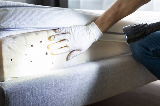 Best Local Pest Control Services  in Roscommon, MI