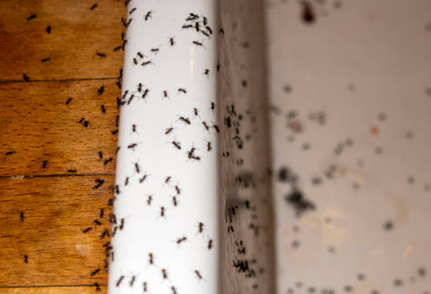 Reliable Roscommon, MI Pest Control Solutions